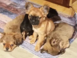 Kříženec malého vzrůstu