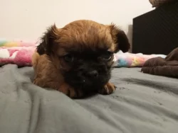 Kříženec malého vzrůstu