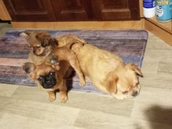 Kříženec malého vzrůstu