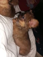 Kříženec malého vzrůstu