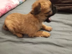 Kříženec malého vzrůstu