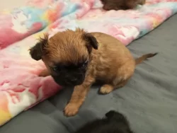 Kříženec malého vzrůstu