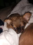 Kříženec malého vzrůstu