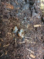 Achatina achatina - Oblovka obrovská
