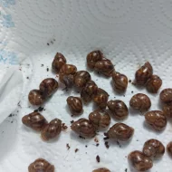 Achatina achatina - Oblovka obrovská