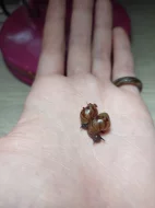 Achatina achatina - Oblovka obrovská