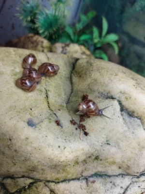 Achatina achatina - Oblovka obrovská