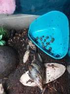 Achatina achatina - Oblovka obrovská