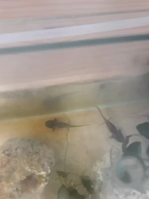 Axolotl mexický