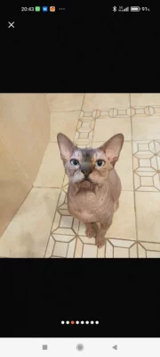 Kocour ke krytí kanadský sphynx s PP