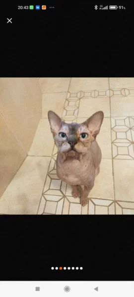 Kocour ke krytí kanadský sphynx s PP