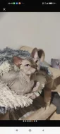 Kocour ke krytí kanadský sphynx s PP