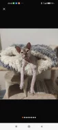Kocour ke krytí kanadský sphynx s PP