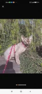 Kocour ke krytí kanadský sphynx s PP