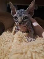 Kotjata kanadský sphynx s PP