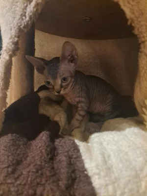 Kotjata kanadský sphynx s PP