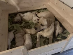Labradorský retriever - žlutá štěňátka s PP