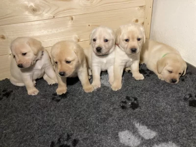 Labradorský retriever - žlutá štěňátka s PP