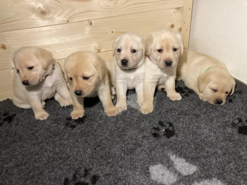 Labradorský retriever - žlutá štěňátka s PP