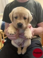 Labradorský retriever - žlutá štěňátka s PP