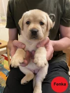 Labradorský retriever - žlutá štěňátka s PP