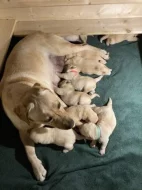 Labradorský retriever - žlutá štěňátka s PP