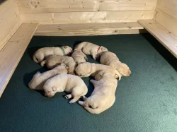 Labradorský retriever - žlutá štěňátka s PP