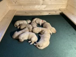 Labradorský retriever - žlutá štěňátka s PP