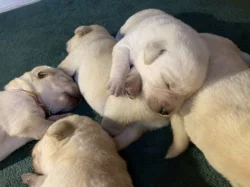 Labradorský retriever - žlutá štěňátka s PP