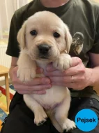 Labradorský retriever - žlutá štěňátka s PP