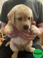 Labradorský retriever - žlutá štěňátka s PP