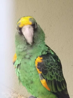 Papoušek konžský g.fantiensis