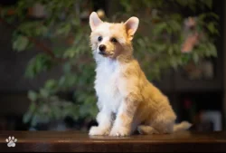 Čínský chocholaty pes powderpuff