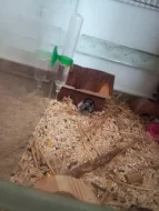 Křečík Džungarský mláďata