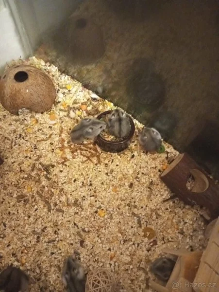 Křečík Džungarský mláďata