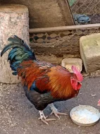 kohout