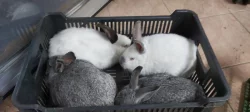 Prodám samice králíků – stáří 6 měsíců