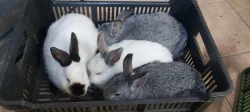 Prodám samice králíků – stáří 6 měsíců