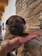 Německý ovčák s PP