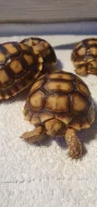 Prodám St.sulcata, želva ostruhatá