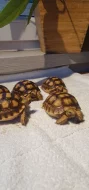 Prodám St.sulcata, želva ostruhatá