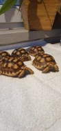Prodám St.sulcata, želva ostruhatá