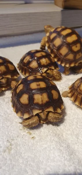 Prodám St.sulcata, želva ostruhatá