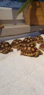 Prodám St.sulcata, želva ostruhatá
