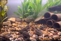 Akvarium + ryby