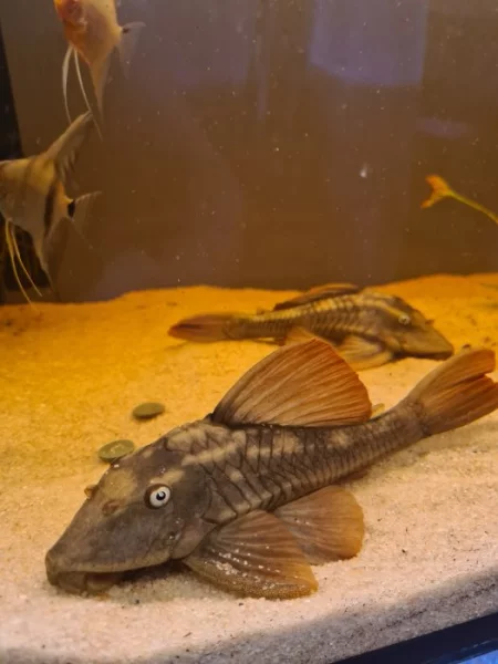 Akvarium + ryby