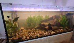 Akvarium + ryby