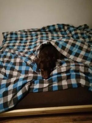 Toby