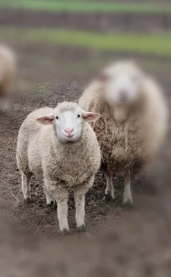 Beran Merino