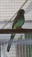 Papoušek mnohobarvý